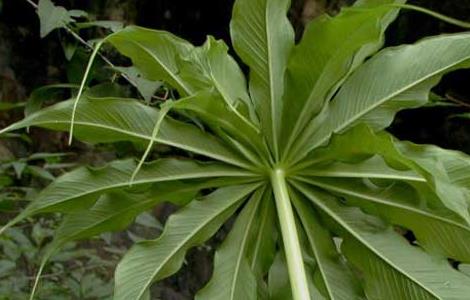 天南星种子价格及种植方法 天南星种子种植技术