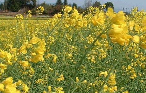 油花菜常见病害及防治（油花菜常见病害及防治方法）