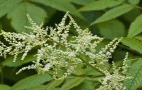 升麻的种植技术（升麻的种植技术与管理）