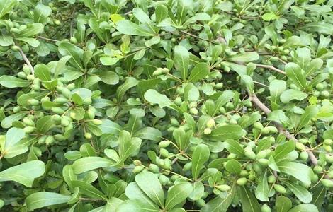 诃子怎么种植（诃子种植前景）