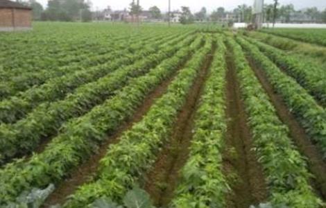 乌药的种植技术（乌药的种植技术和亩产效益）