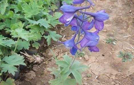 飞燕草种植技术（飞燕草花的种植方法）