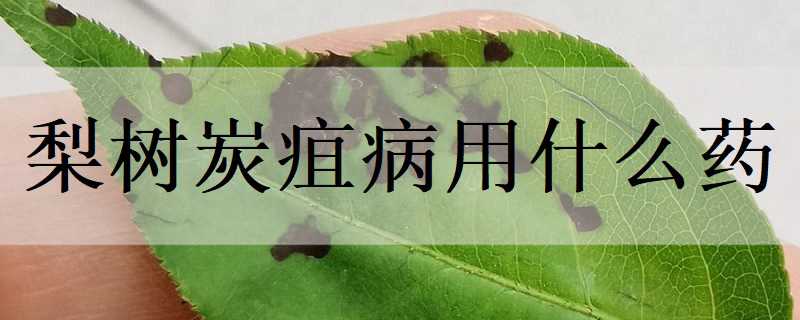 梨树炭疽病用什么药（梨树炭疽病的治疗方法）