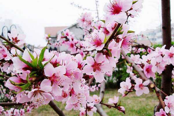 桃花开花时间是几月份，花期有多长（桃花的花期在什么时候）