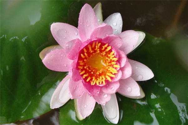 碗莲入土后怎么换水，方法是什么 碗莲入土后怎么换水,方法是什么样的