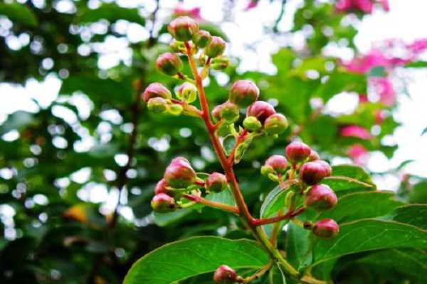 紫薇果可食用吗，紫薇的药用效果 紫薇果有什么用