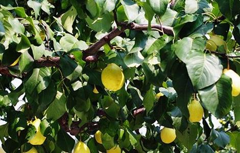 鸭梨如何种植（鸭梨如何种植方法）