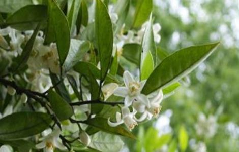 柚子雨后花期管理 柚子雨后花期管理措施