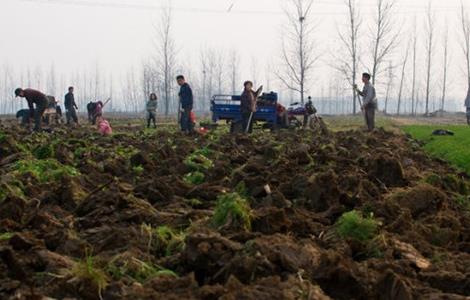 旱地怎么种植莲藕 旱地种植莲藕视频