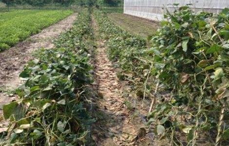 台风天气蔬菜该怎么管理 台风天气蔬菜该怎么管理呢