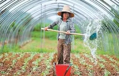 大棚蔬菜氨气中毒的预防措施 大棚蔬菜氨气中毒的预防措施是什么