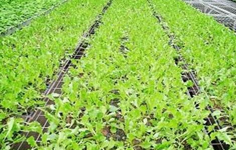 春季蔬菜种植三要点（春季蔬菜种植技术）