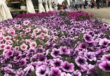 柳州适合养什么花，市花和市树是什么