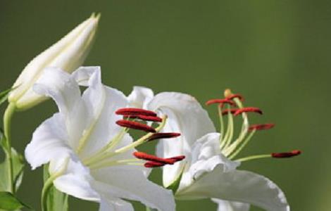 百合花用水怎么养 百合花用水养可以养多久