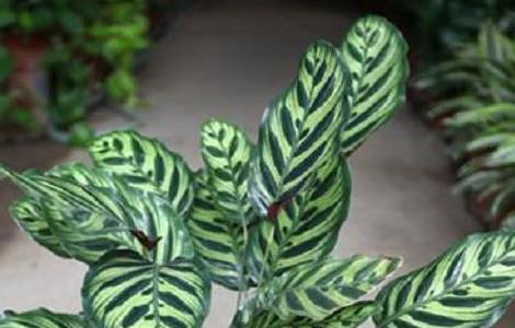 孔雀竹芋叶片萎缩怎么办（孔雀竹芋叶子枯萎了怎么办）