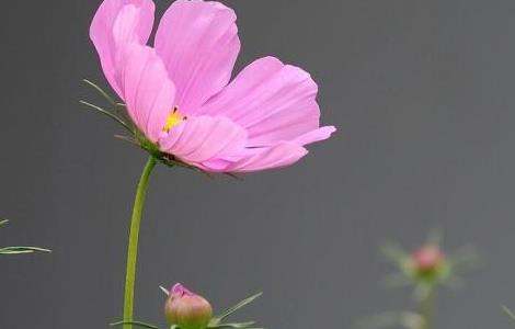 波斯菊怎么浇水（波斯菊怎么浇水视频）