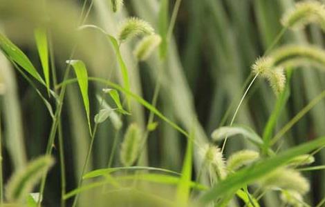 狗尾巴草是什么植物（狗尾巴草是什么植物的祖先）