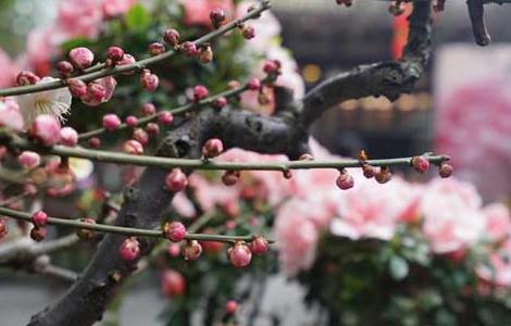 梅花什么时候开花 梅花什么时候开花哪个季节