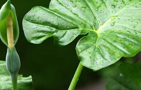 滴水观音是什么植物（滴水观音是什么植物图片）