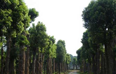 香樟树移植技术