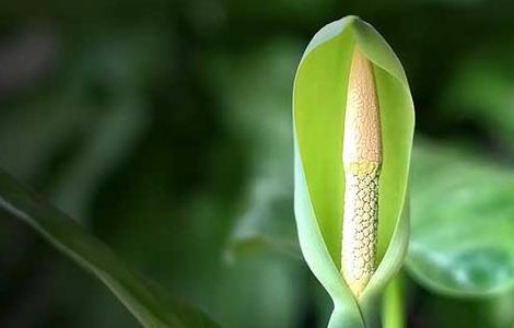 滴水观音开花什么兆头 滴水观音开花什么兆头 大吉大利的好兆头