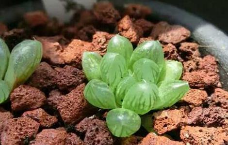 夏天多肉植物怎么养（夏天多肉植物怎么养才养得又大又肥）