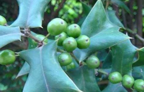 枸骨种子价格及种植方法（枸骨树苗报价表）