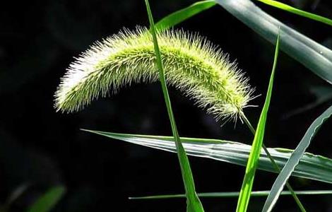 狗尾草种子价格及种植方法（狗尾草种子价格及种植方法图片）