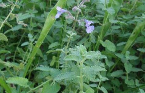 猫薄荷种子价格及种植方法 猫薄荷种子价格及种植方法大全