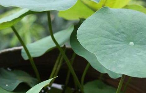 碗莲种子价格及种植方法（碗莲种子价格及种植方法）