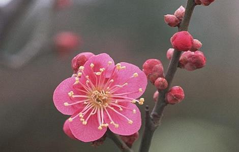 元旦开花的花卉有哪些（春节开的花卉）