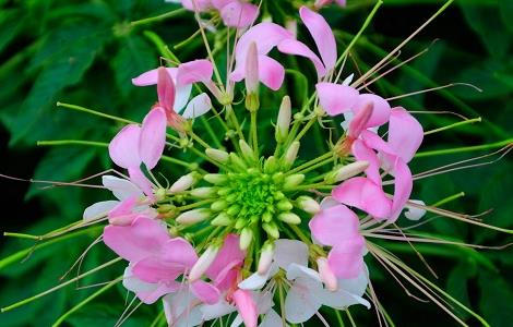 醉蝶花的花语是什么 醉蝴蝶花语是什么