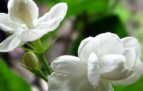 茉莉烂根如何处理（茉莉烂根如何处理好）