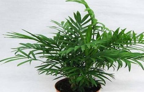 袖珍椰子的叶子发黄干枯怎么办（袖珍椰子叶子发黄干枯怎么补救）