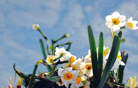 水仙花怎么催芽 水仙花催芽处理