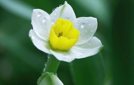 怎样让水仙花的叶子打卷（水仙花如何裁剪）