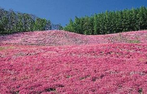 藏红花常见病害及防治方法 藏红花病虫害防治技术