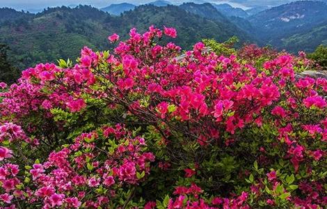 映山红的栽培技术（映山红栽培技术生根）