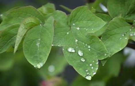 牡丹花叶子打卷是怎么回事（花叶子打卷是咋回事）