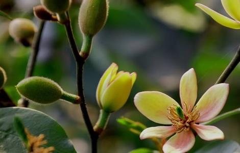 含笑花烂根了怎么办 含笑花叶子干枯怎么办