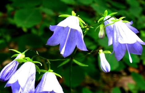 风铃花 养殖方法