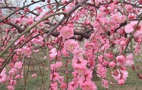 梅花的高压繁殖方法（梅花的高压繁殖方法是什么）