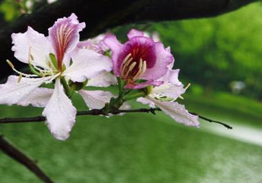 紫荆花会结果吗，紫荆花的介绍（紫荆花花期长吗）