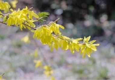 石家庄适合养什么花，市花和市树是什么