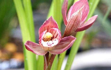 兰花开花后花茎怎么剪 兰花开花后花茎怎么剪掉