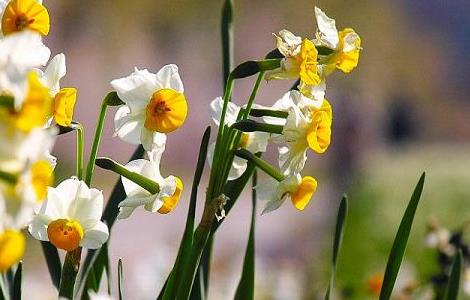 水仙花开败了怎么办（水仙花开败了怎么办）