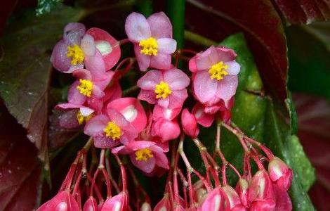 竹节海棠怎样栽培和管理（竹节海棠怎样栽培和管理好）