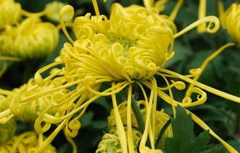 菊花的生长习性（菊花的生长特性和特点）