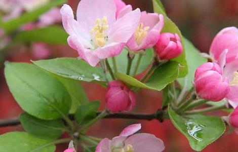 一树梨花压海棠是什么意思（一树梨花压海棠全文）