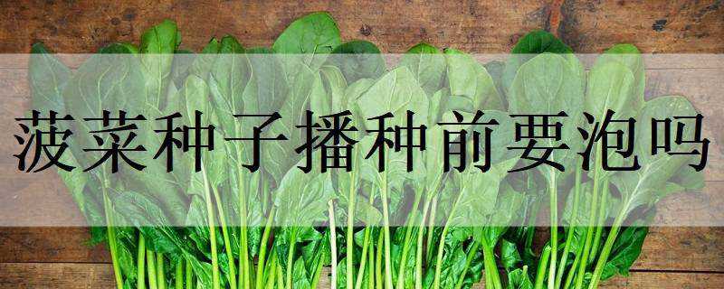 菠菜种子播种前要泡吗 菠菜撒种子多久发芽